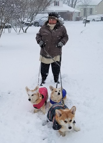 Corgis and me in snow